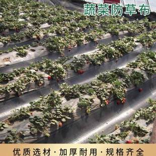 新品生态防草布除草布大棚加厚遮草盖草布农用园林地布透气可降解