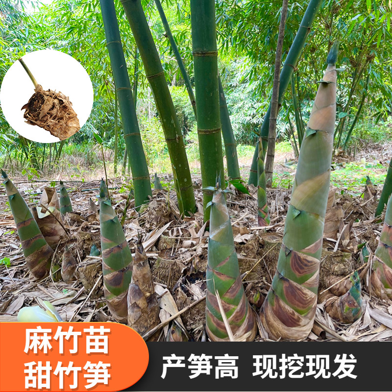 广东麻竹头麻竹笋种植头大型丛生竹头甜竹头食用竹笋竹叶可包棕子