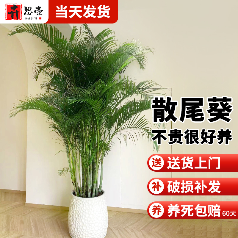 散尾葵植物盆栽客厅大型绿植室内办公室好养凤尾竹盆景天堂鸟花卉