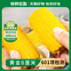 【恰好庄园】中段糯玉米段黄金8厘米玉米段整箱
