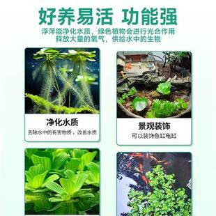 浮萍造景水草鱼缸水培植物和鱼共养水上冒泡净化水质养鱼水葫芦