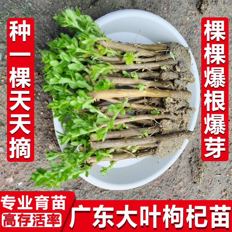 南方食用大叶枸杞新鲜枸杞菜苗树苗高