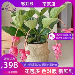 进口重瓣倒挂金钟盆栽室内绿植灯笼花盆栽苗宝莲灯吊钟花四季开花