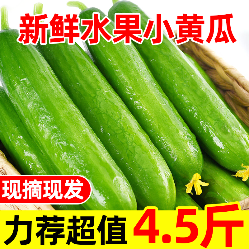 【主播推荐】水果黄瓜新鲜包邮3斤小