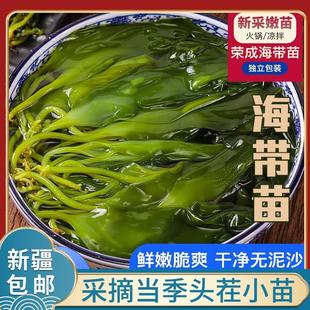 @新疆包邮西藏新鲜头茬海带苗嫩非干货小海带芽盐渍嫩苗凉拌火锅