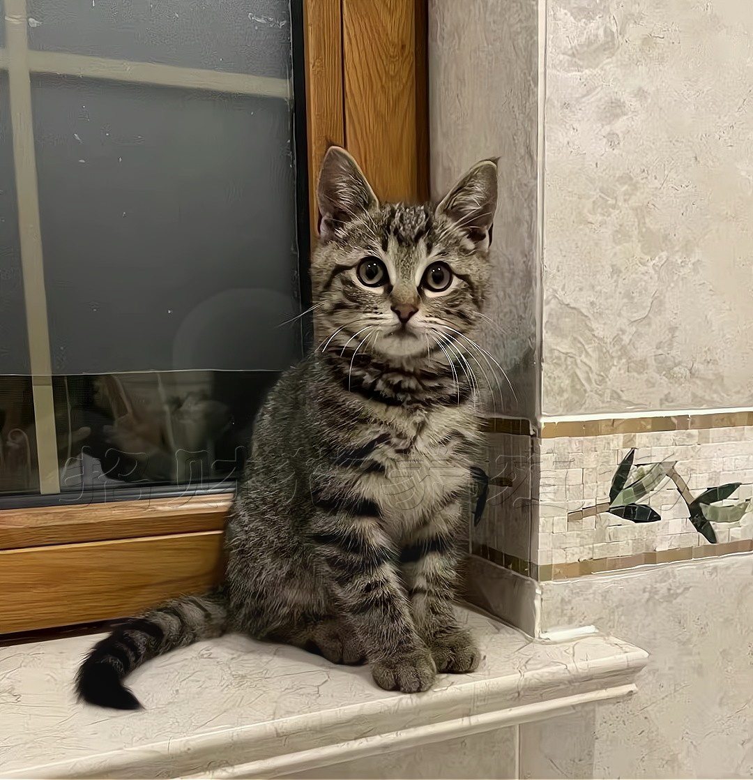 小猫咪活体田园猫宠物猫家养猫橘猫幼猫狸花猫宠物猫领养猫咪活物