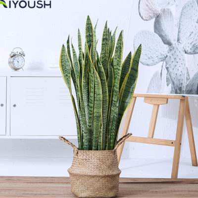 虎皮兰植物大中型室内盆栽花盆客厅办公室落地大颗北欧虎尾兰绿植