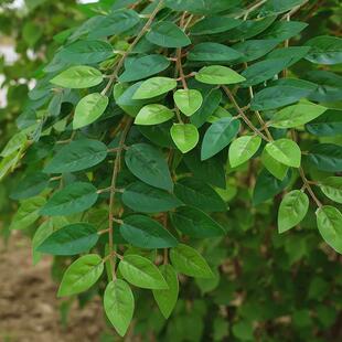 仿真榆树叶手感过胶塑料榆树支绿色植植物叶子假树枝工程装饰造型