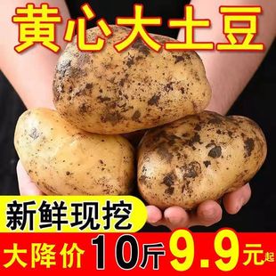 现挖恩施富硒大土豆10新鲜包邮黄心士豆湖北马铃薯蔬菜高山洋芋