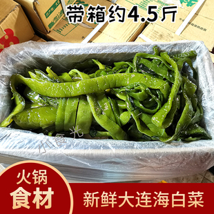 新鲜海白菜非干货裙带菜梗段海带丝海菠菜厚咸菜大连海藻