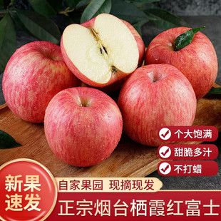 正宗山东烟台红富士苹果新鲜10斤包邮水果当季整箱栖霞一级脆甜平
