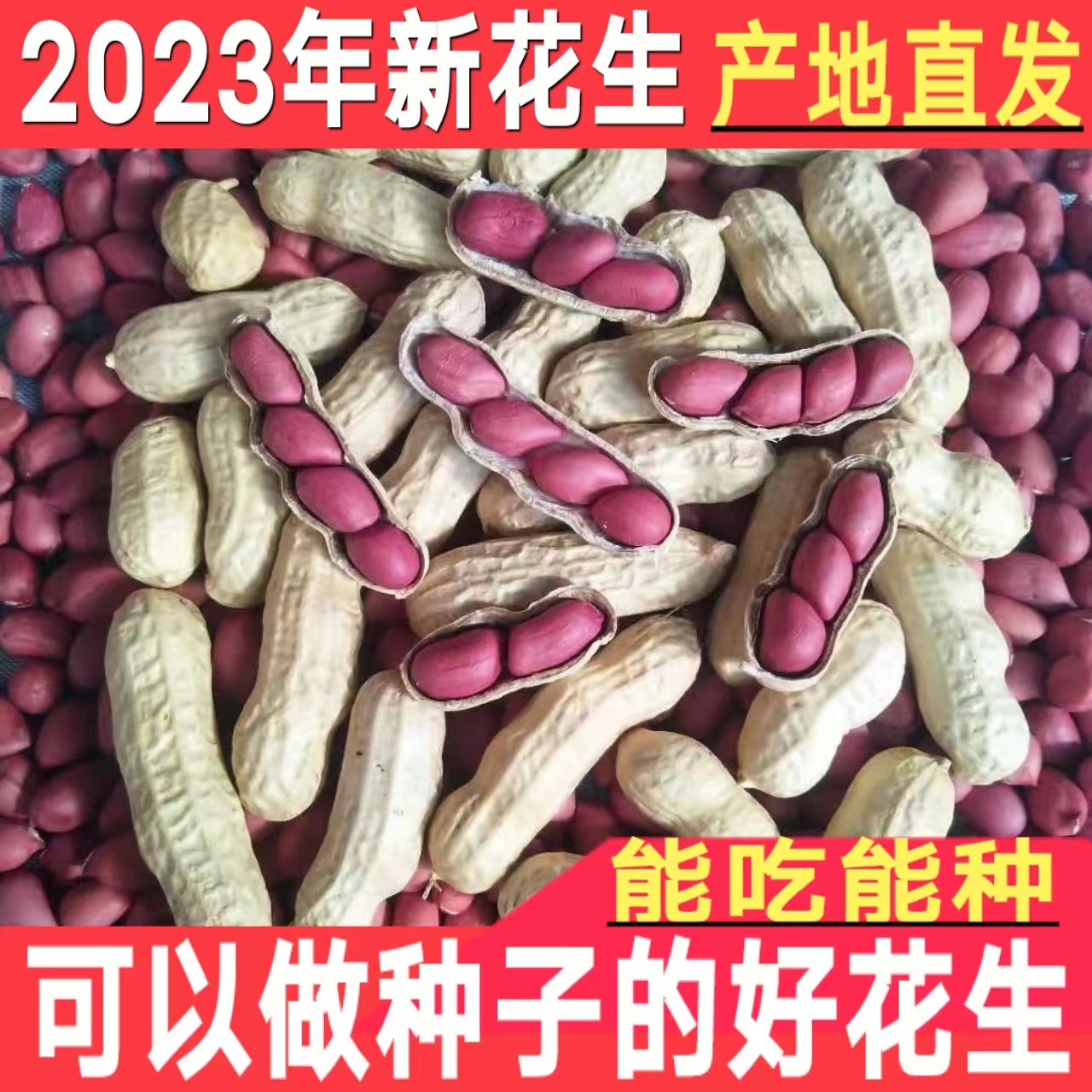 2023年新鲜红皮生花生带壳晒干四