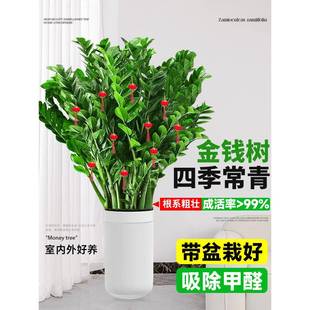 金钱树客厅大花盆金钱树盆栽圆叶室内花卉大型客厅好养绿植钱串子