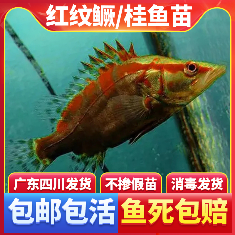 红纹鳜观赏鱼红纹桂正宗桂花鱼苗红鳜鱼苗桂鱼淡水养殖冷水饲料鳜