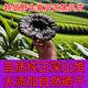 灵芝野生正品黑灵芝紫灵芝整支切片泡茶煲汤500g250g100g