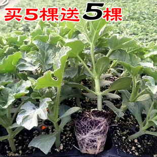 嫁接西瓜苗8424麒麟瓜苗秧春季南方早熟盆栽地栽大棚种植苗菜苗