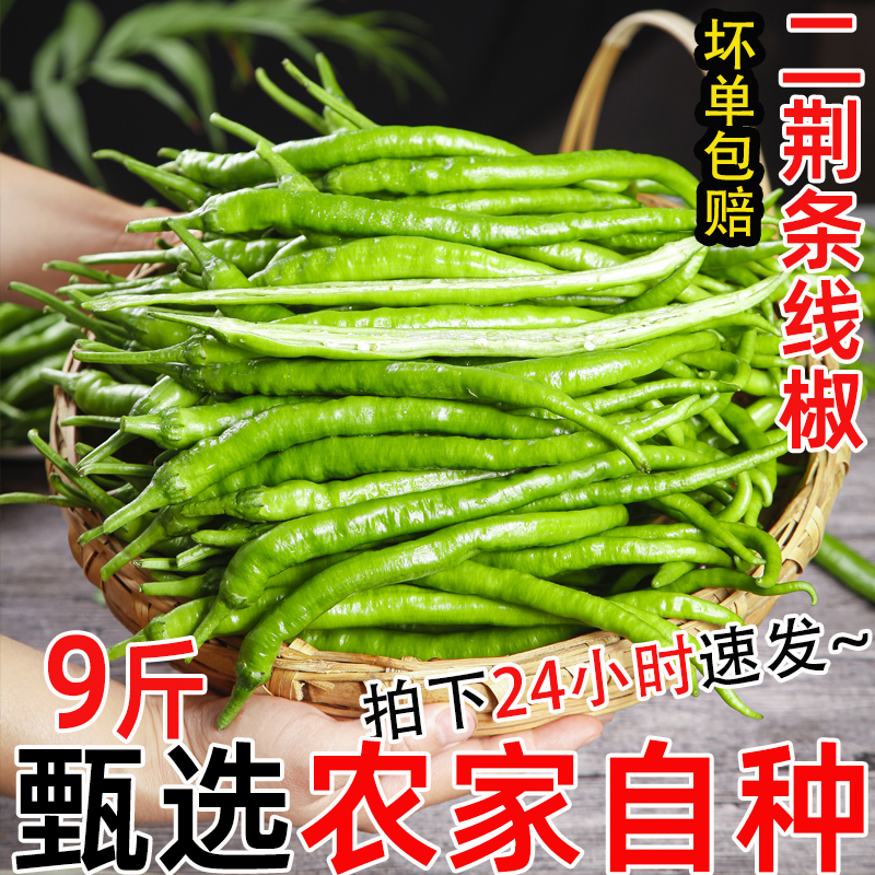 新鲜线椒青辣椒蔬菜现摘二荆条香辣青