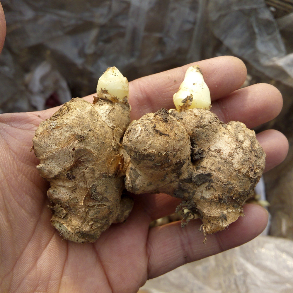 冠英生姜竹根姜优良种姜生姜种子姜种姜苗姜芽无公害种植五斤包邮