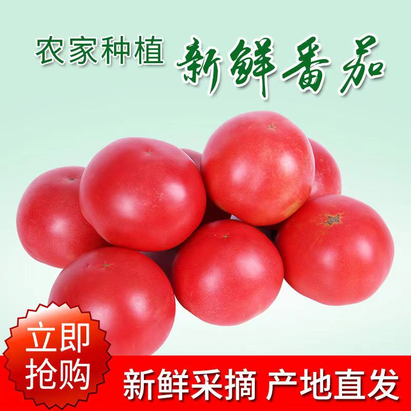四川沙瓤西红柿自然熟生吃普罗旺斯现