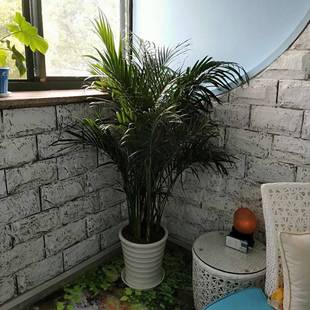 促夏威夷椰子竹子盆栽富贵椰子 耐阴植物较耐寒大型室内办公室库