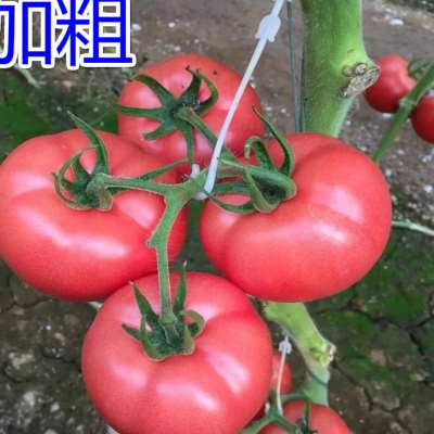 大棚蔬菜西红柿挂钩番茄吊钩果穗钩塑料吊穗钩挂果钩吊蔓托穗钩子