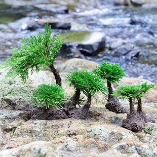 卷柏九死还魂草盆景假山吸水石造景绿植物花卉好养室内小盆栽