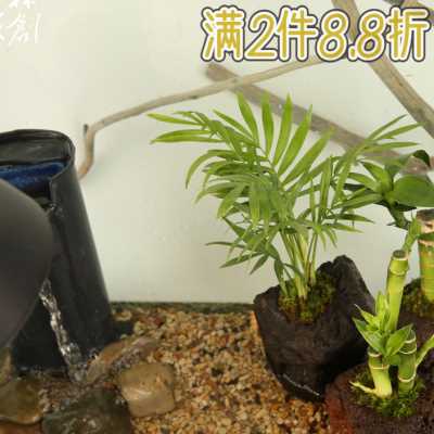 养龟造景岩植穴孔火山石袖珍椰子水边水陆装饰植物乌龟缸沼泽水培