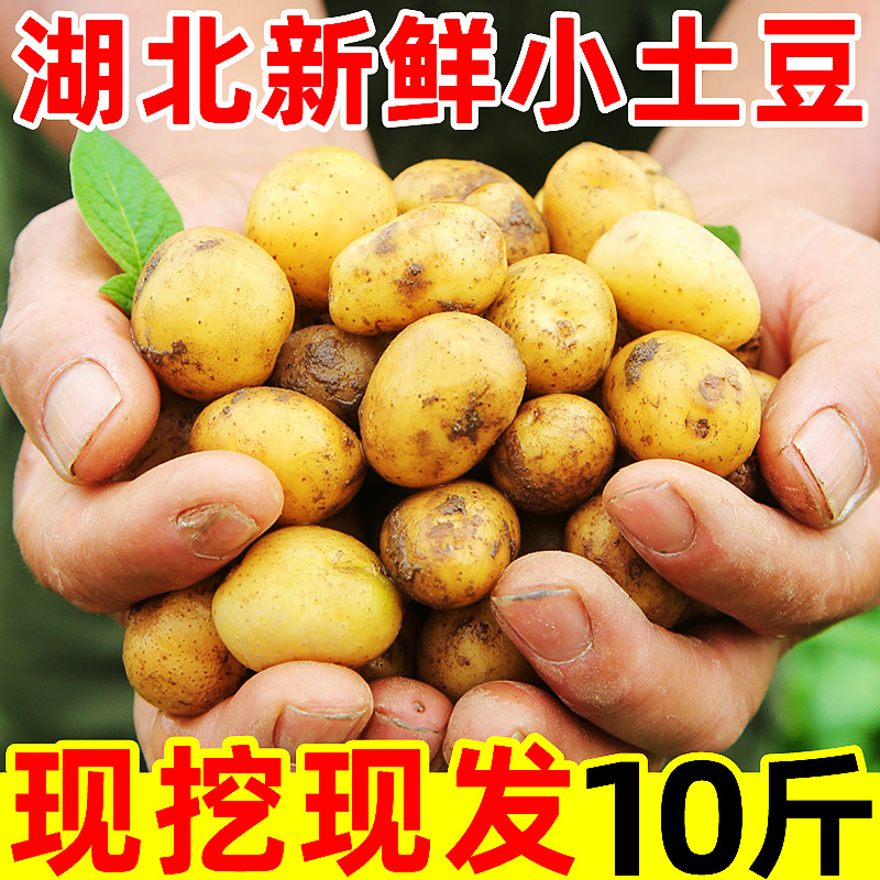 正宗新鲜小土豆10斤黄心马铃薯洋芋