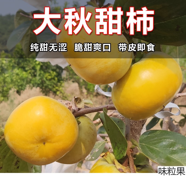 太秋甜柿子树苗南北方庭院地栽盆栽种植特大嫁接果树活苗当年结果