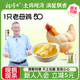 杨博士老母鸡皖南深山农家散养三黄鸡全粮饲喂土鸡母鸡新鲜整只鸡