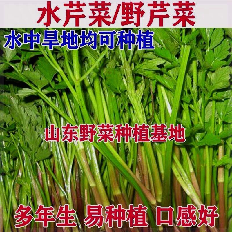 野生水芹菜种根苗野芹菜种籽阳台盆栽蔬菜水培旱地山野菜种植好吃