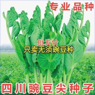 四川无须豌豆尖种子豌豆苗豌豆苗菜秋冬季田园蔬菜种籽