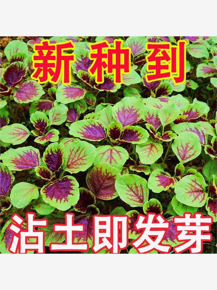 【今年新种】红苋菜种子汉菜籽四季蔬菜红圆叶苋菜柳叶盆栽菜种子