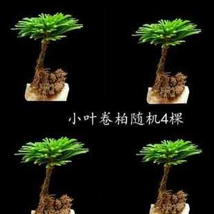 吸水石植物 绿植榕树假山植物附石草卷柏造景绿植虎耳草室内盆景