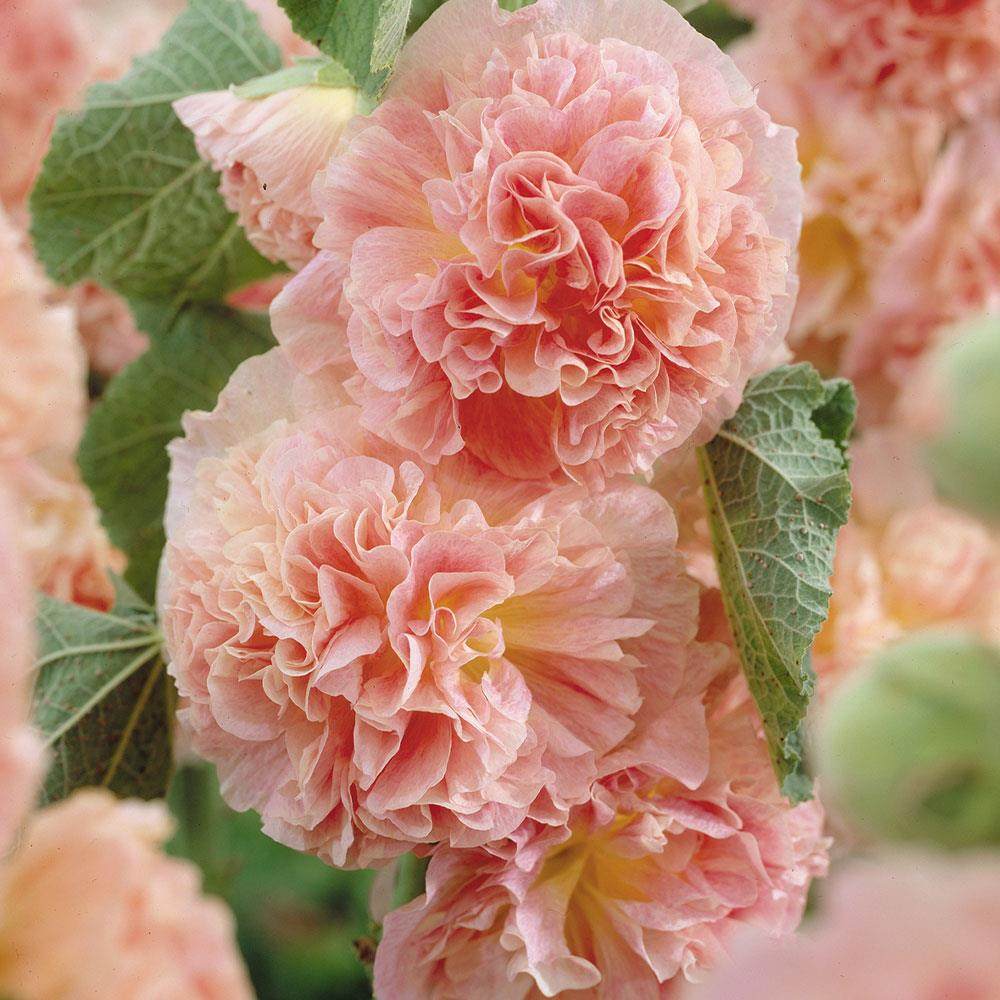 重瓣蜀葵花花苗桃子与梦查特三文鱼庭院花园植物宿根花卉多色选