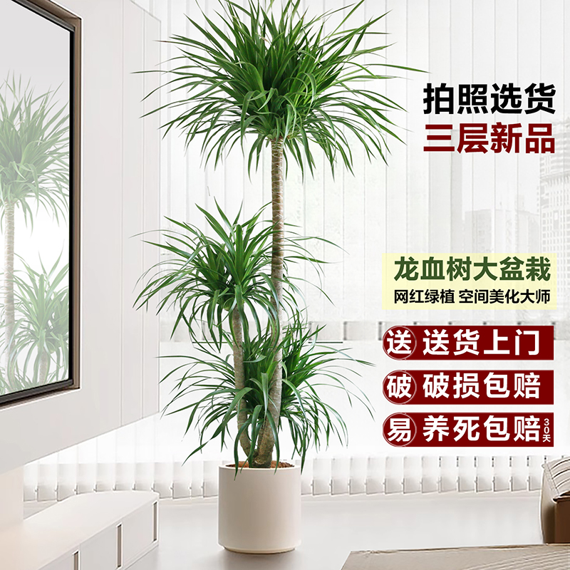 龙血树客厅绿植室内盆栽大型植物网红龙须树好养办公室落地千年木