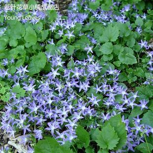 垂吊风铃草Campanula poscharskyana蓝花 蓝色 盆栽 丰花 耐寒