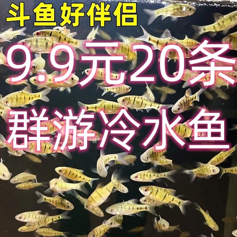 条纹小鲃小巴二须鲃活体斗鱼普叉伴侣群游工具鱼冷水观赏鱼好养活