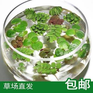 鱼缸造景水草植物鱼缸水草浮萍水草塑料花草水族箱装饰小摆件