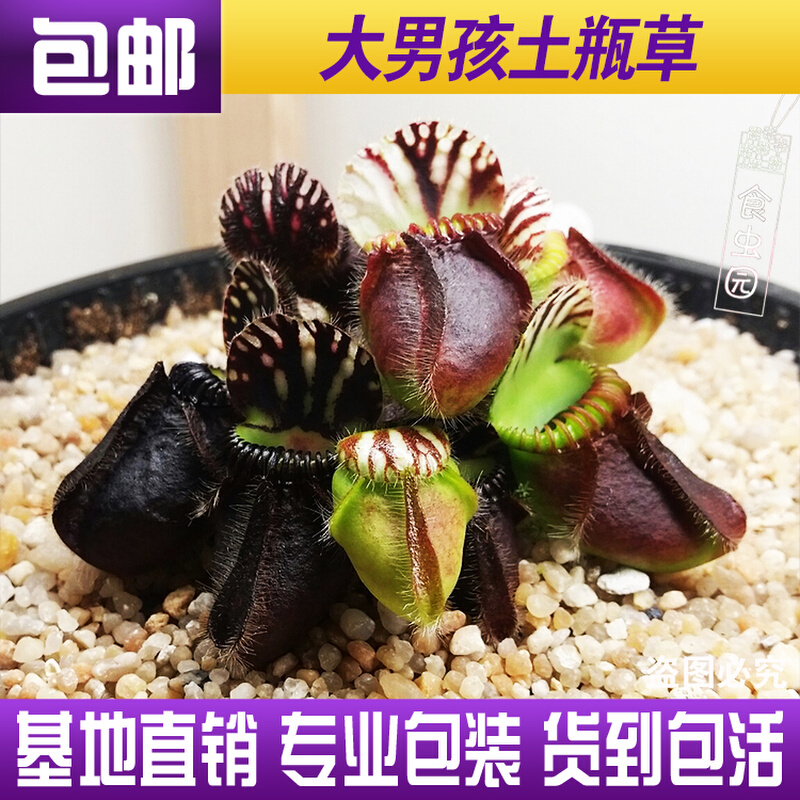 【大男孩土瓶草】澳洲食虫植物驱蚊草捕虫草趣味绿植盆栽包邮