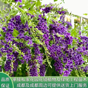 花镜植物巧克力蕾丝金露花盆栽花苗蓝精灵花浓香室内阳台四季花卉