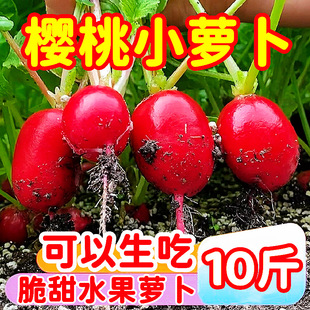 新鲜水果樱桃小萝卜10斤应当季蔬菜手指胡萝卜红萝卜生吃小萝卜