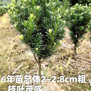 金钻罗汉松盆景树桩观叶绿植树苗小叶松树造型庭院树绿化盆栽花卉