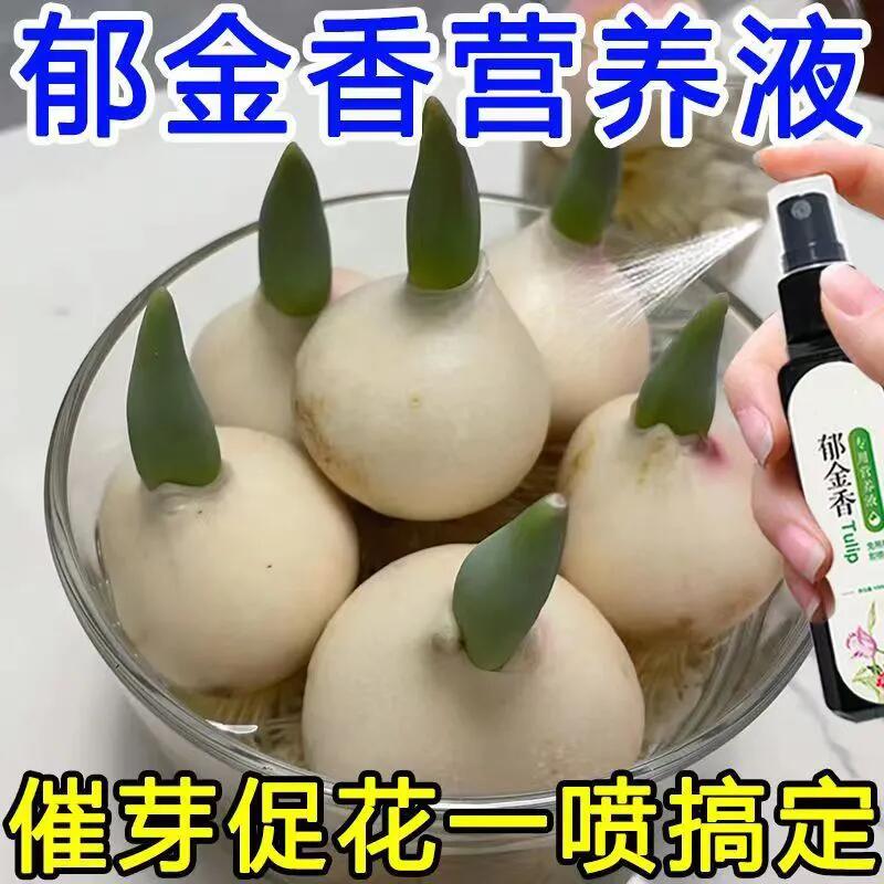 【专用】郁金香专用营养液水培种球发