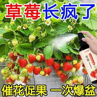 【草莓营养液】草莓专用肥防黄叶催开花促结果免稀释盆栽液体肥料