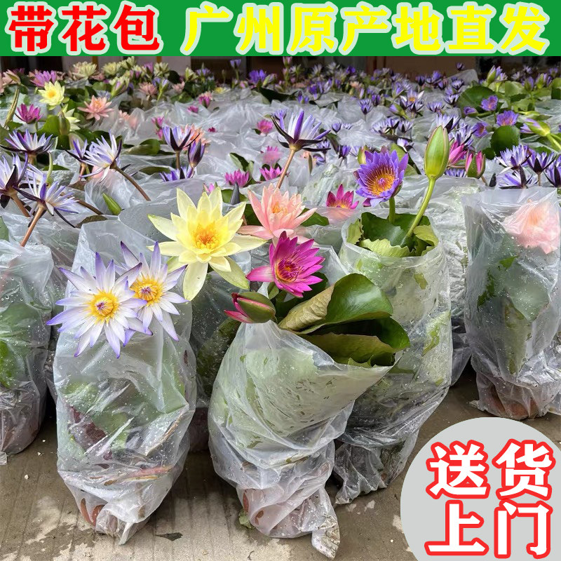 睡莲水培植物带花苞四季开花室内阳台庭院池塘鱼缸水生花碗莲绿植