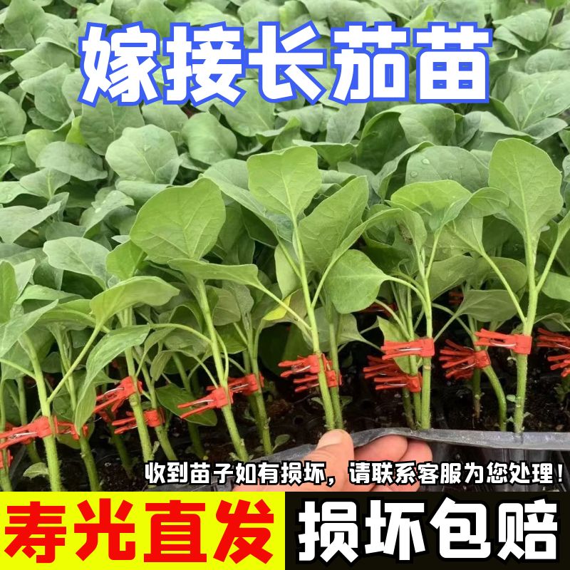 嫁接长茄秧苗子嫁接茄子苗树苗秧苗圆茄苗辣椒阳台四季盆栽蔬菜苗