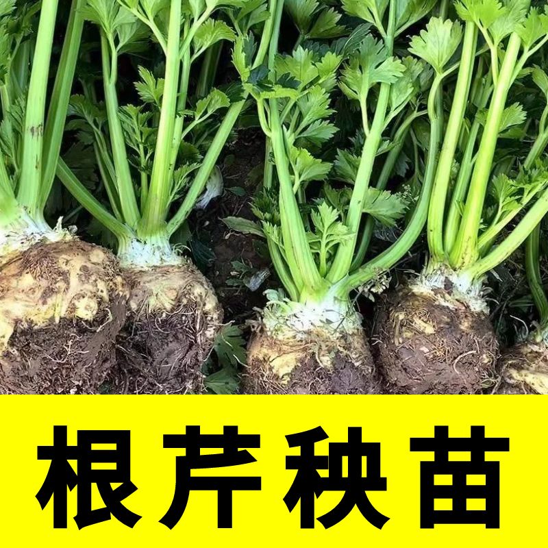 地中海根芹秧苗芹菜苗子蔬菜芹菜根苗