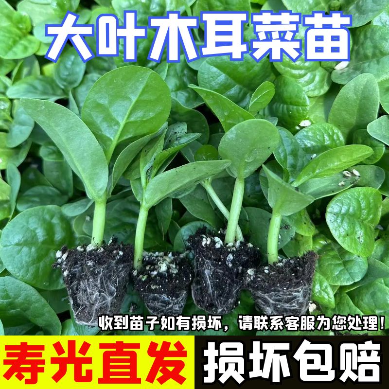 木耳菜菜苗大叶木耳菜秧苗爬藤夏季蔬菜苗辣椒番茄苗四季阳台盆栽