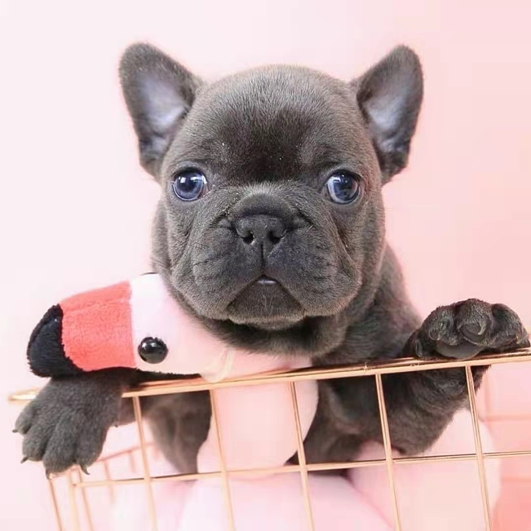 纯种法斗幼犬法国斗牛犬小型方体蓝牛黑牛奶油色斗牛犬宠物狗活体